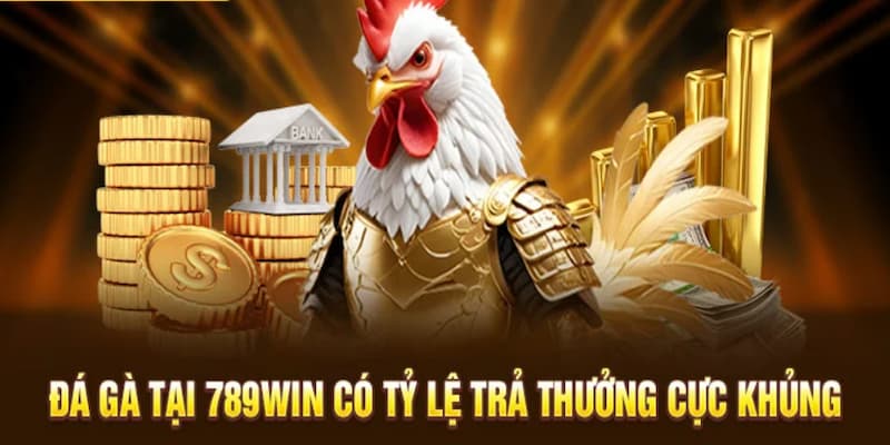 Tiến hành đặt cược vào các cửa cược gà chiến